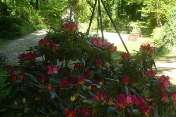 Les rhododendrons du gite la Tuilerie